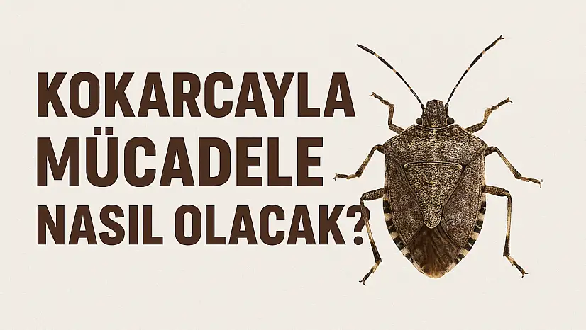 Kokarcayla mücadele nasıl olacak