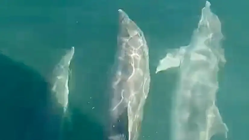 Kurucaşile açıklarında sevimli misafirler