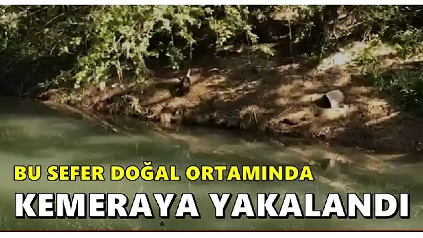 Su samuru net şekilde görüntülendi