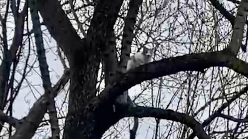 1 haftadır ağaçta mahsur