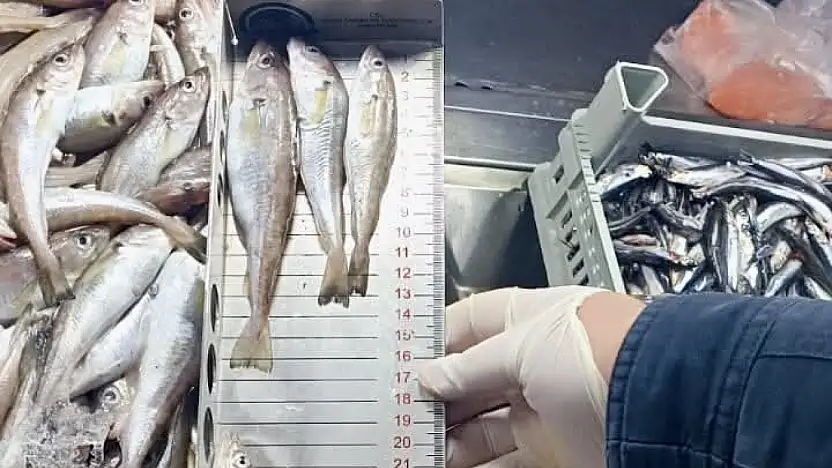 Balıklar boylarına varıncaya kadar ölçüldü