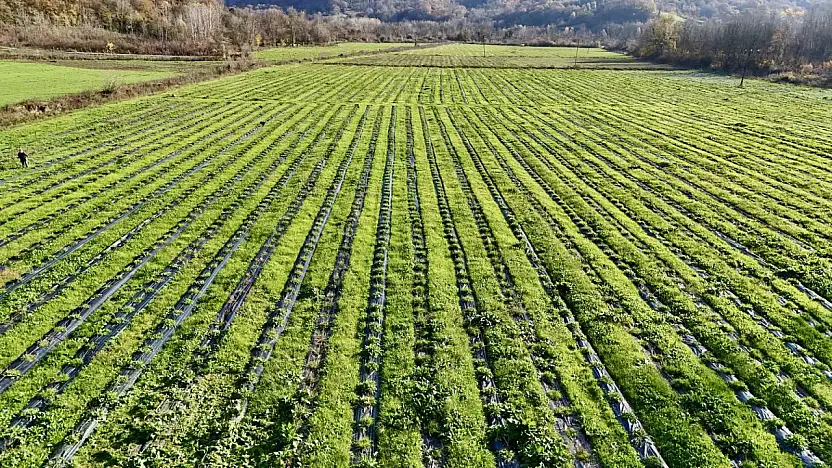 İşte doğal kanser ilacı