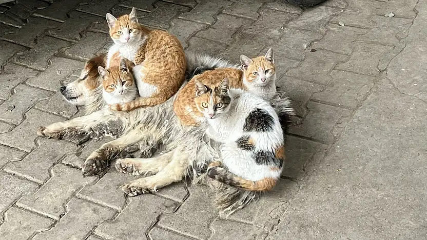 Kör ve sağır ama çok merhametli