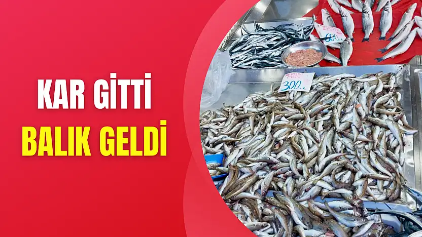 Tekir bugün çok farklı