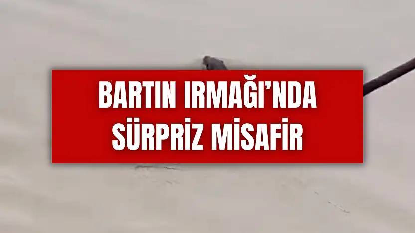 Tekneye çıkıp yiyecek aradı