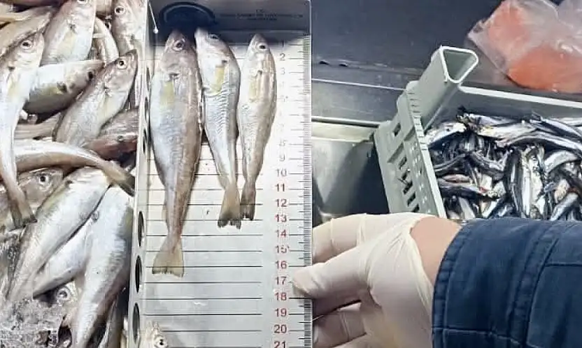 Balıklar boylarına varıncaya kadar ölçüldü