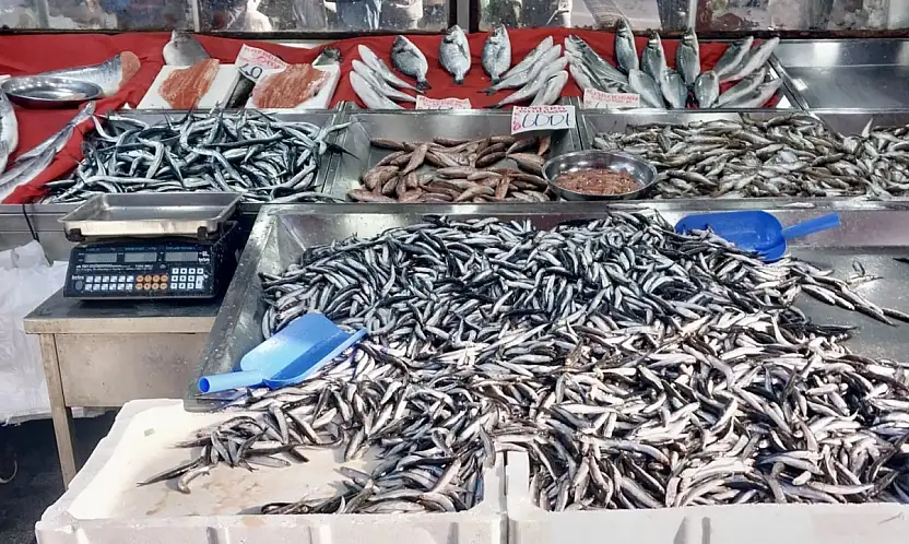 Denizden balık fışkırıyor