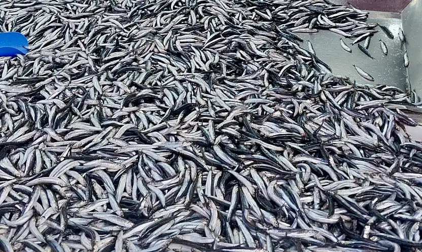 Fiyatlar asansör misali