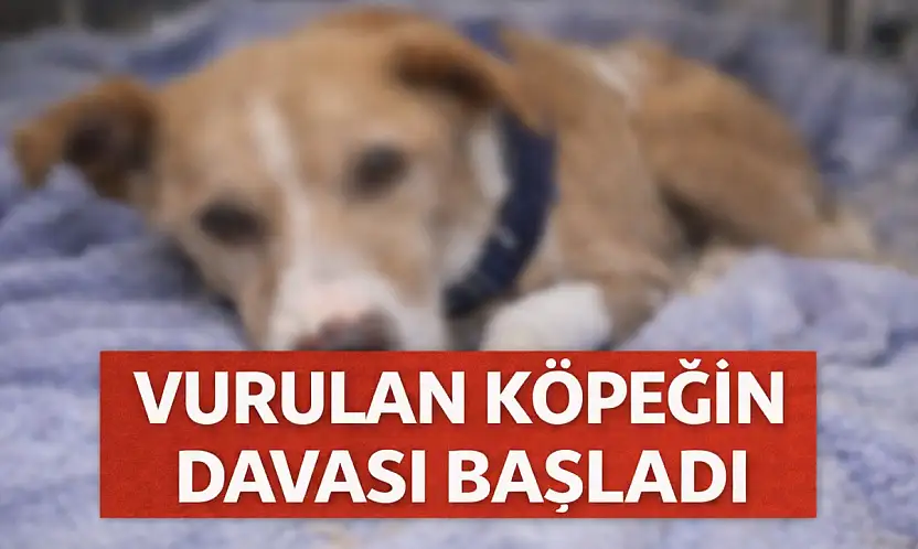 Hande Yener'in sahip çıktığı köpek Ateş davası başladı