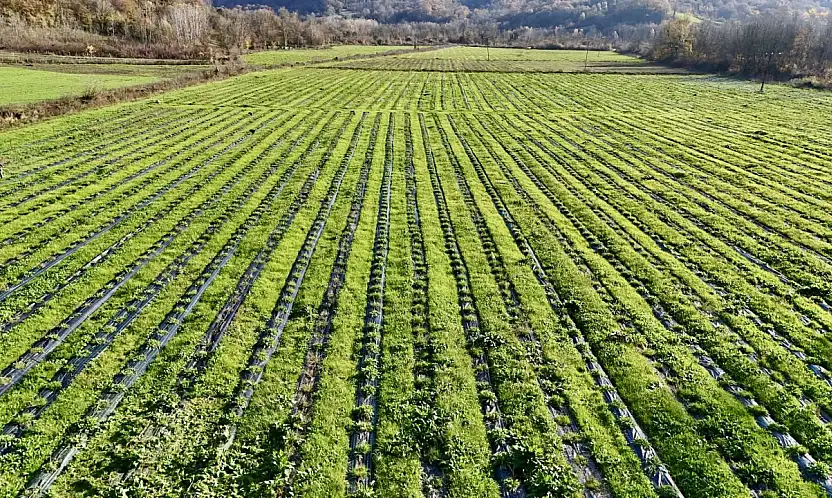 İşte doğal kanser ilacı