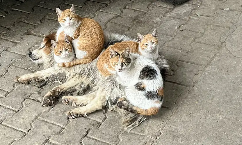 Kör ve sağır ama çok merhametli