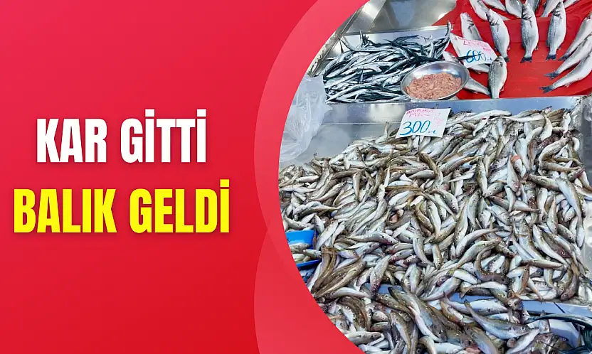 Tekir bugün çok farklı