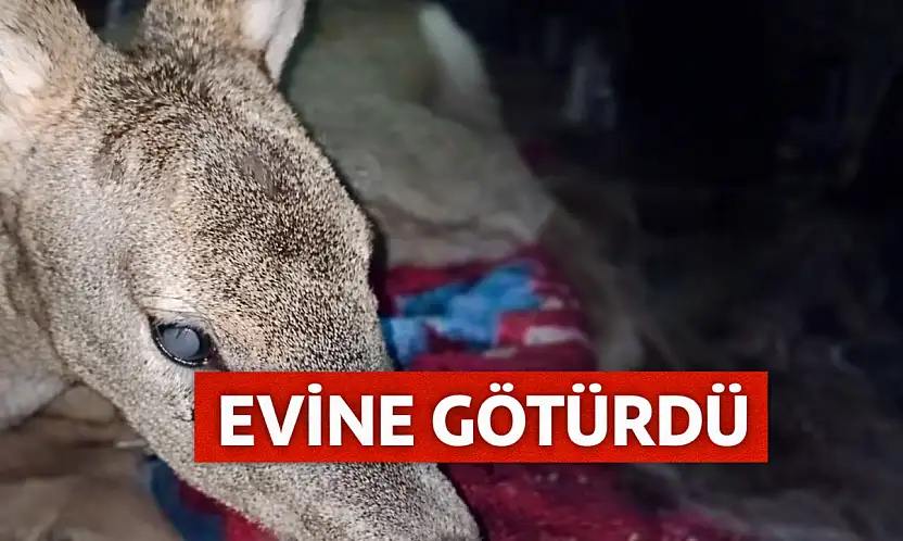 Yaralı karacayı çocuk gibi sevdi