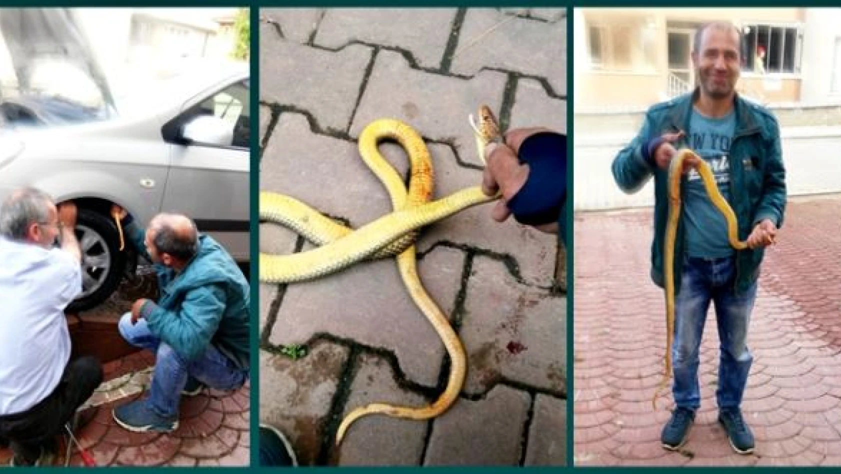 Çamurluğa giren yılanı eliyle çıkardı