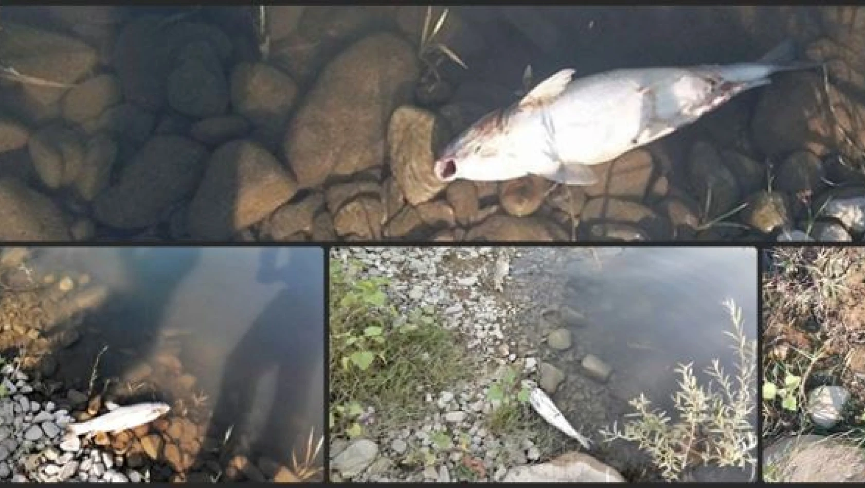 Irmakta balık ölümleri görüldü