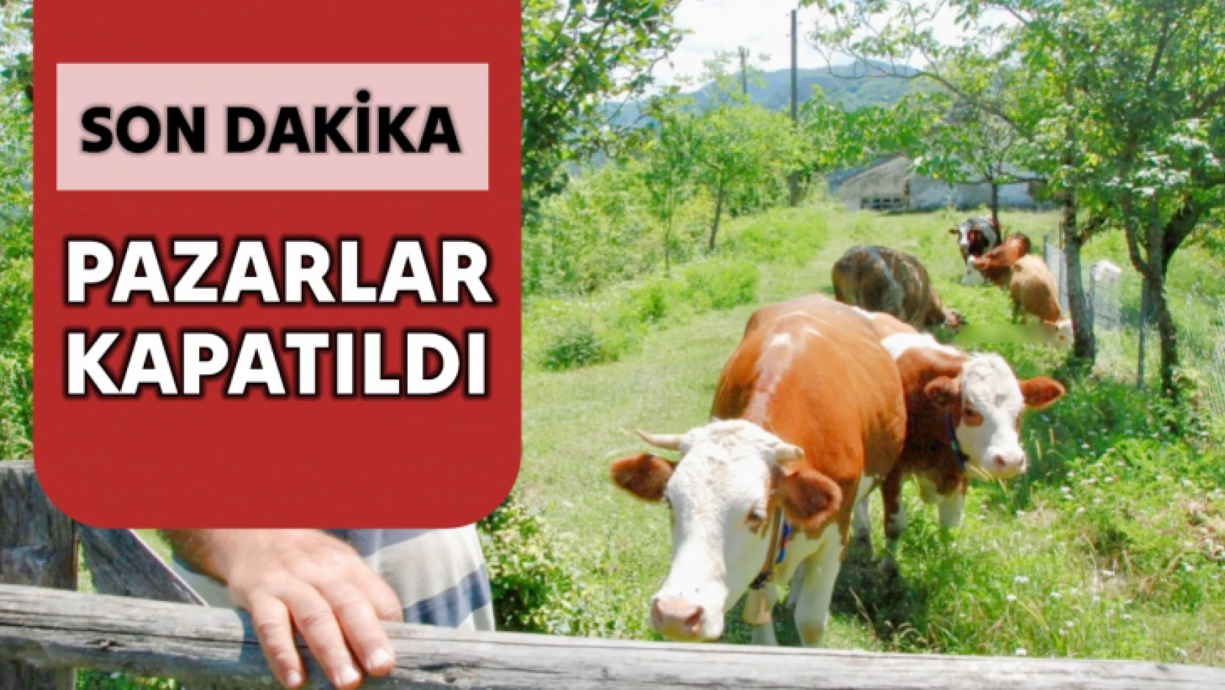 Bartın'da 90 köyde şap alarmı