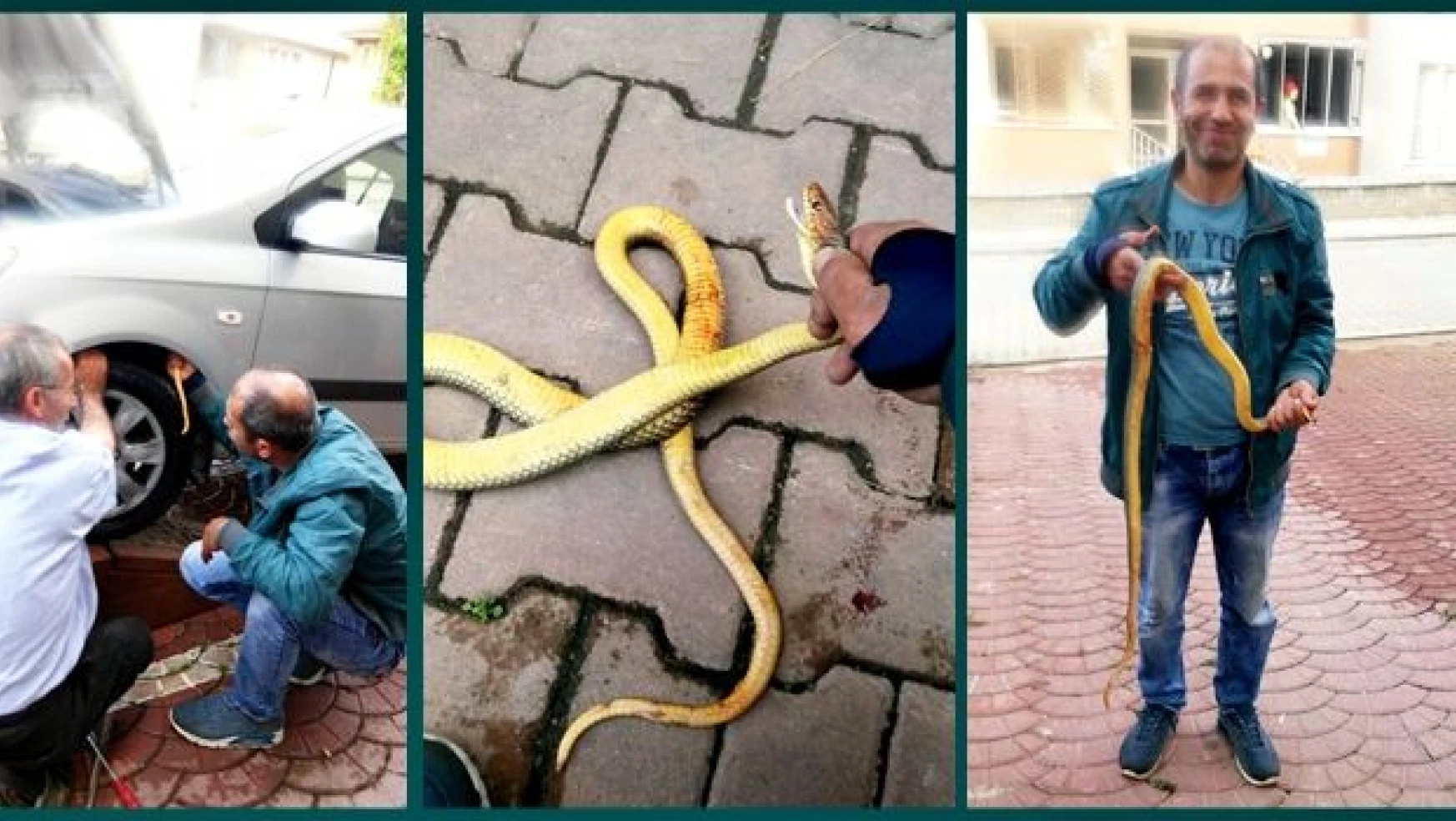 Çamurluğa giren yılanı eliyle çıkardı