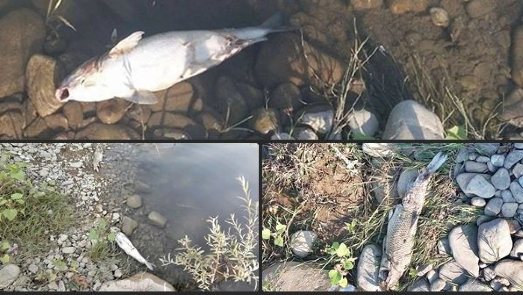 Irmakta balık ölümleri görüldü