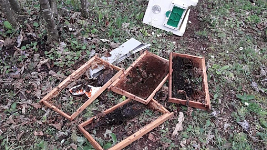 Kocaoğlan kovanları telef etti