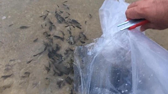 Baraja 25 bin sazan yavrusu bırakıldı
