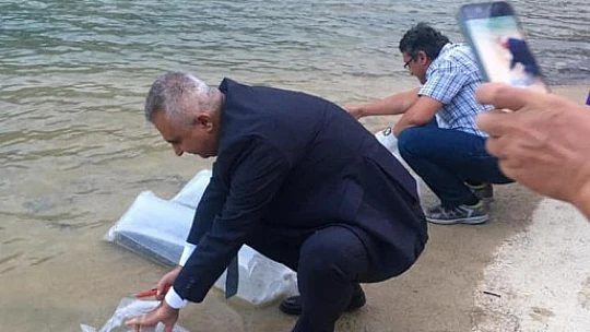 Baraja 25 bin sazan yavrusu bırakıldı