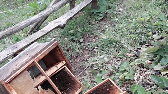 Kocaoğlan kovanları telef etti