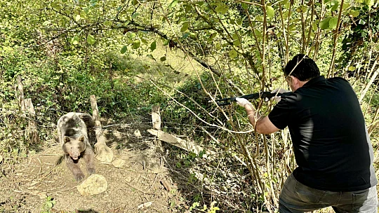 Kapana yakalanan ayı kurtarıldı