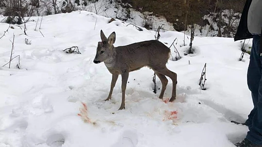 Evin yakınına kadar geldi