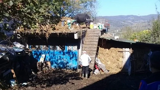 Çatıya çıkan mandaya operasyon