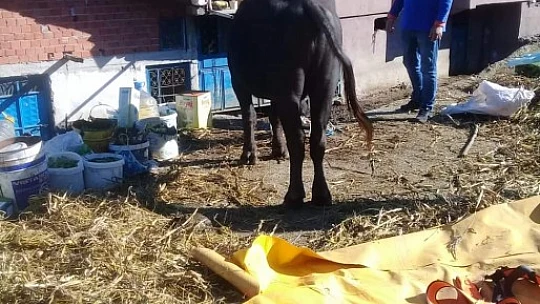 Çatıya çıkan mandaya operasyon