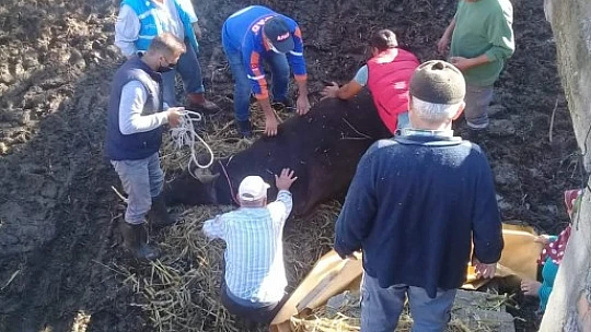 Çatıya çıkan mandaya operasyon