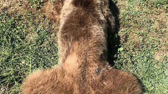 Koca oğlan kapana yakalandı