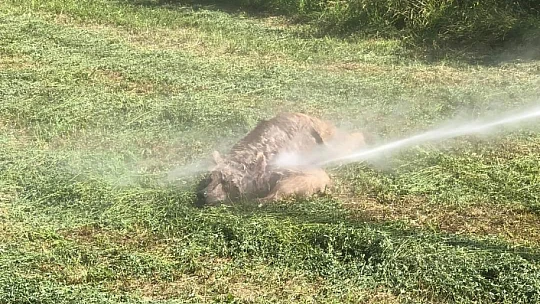 Koca oğlan kapana yakalandı