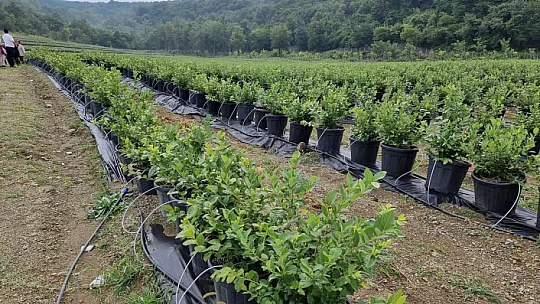 Bartın'da aromatik bitki bahçesi kuruldu