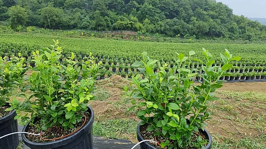 Bartın'da aromatik bitki bahçesi kuruldu