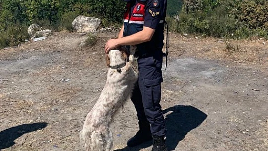 Uçurumdan düştü, imdadına jandarma yetişti