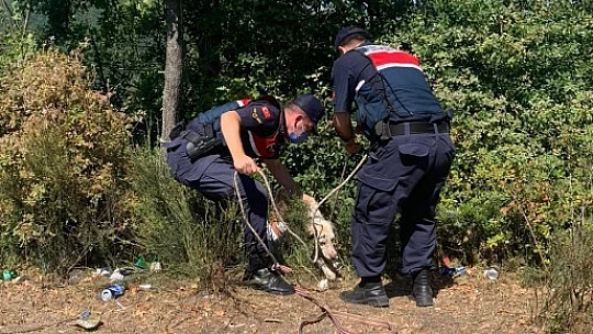 Uçurumdan düştü, imdadına jandarma yetişti