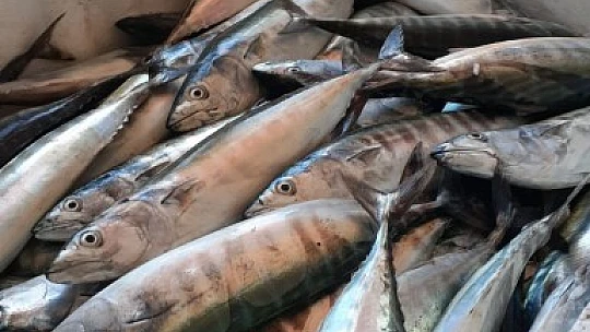 Sezonun ilk palamutları yakalandı