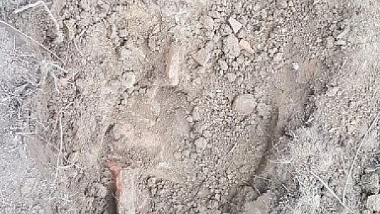 Merak uyandıran gelişme