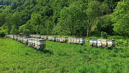 Hakiki kestane balı ve propolis Asar Arıcılık'ta