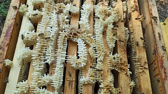 Hakiki kestane balı ve propolis Asar Arıcılık'ta
