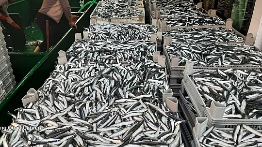 Karadeniz'de hamsi bereketi yaşanıyor