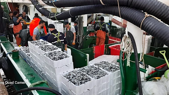Karadeniz'de hamsi bereketi yaşanıyor