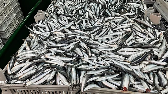 Karadeniz'de hamsi bereketi yaşanıyor