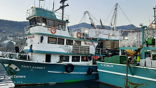 Karadeniz'de hamsi bereketi yaşanıyor