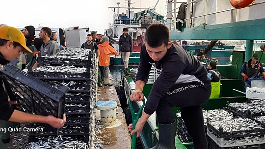 Karadeniz'de hamsi bereketi yaşanıyor