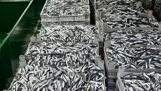 Karadeniz'de hamsi bereketi yaşanıyor
