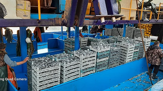 Karadeniz'de hamsi bereketi yaşanıyor