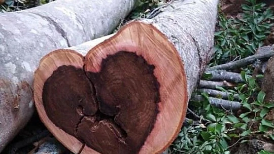 Görünce büyük şaşkınlık yaşadı