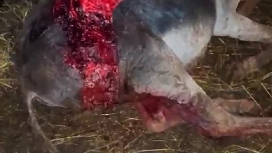 Güpegündüz saldırıya uğradı